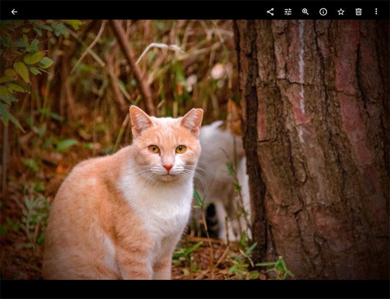 Googleフォトが便利 機能概要と基本的な使い方 Finderks Com